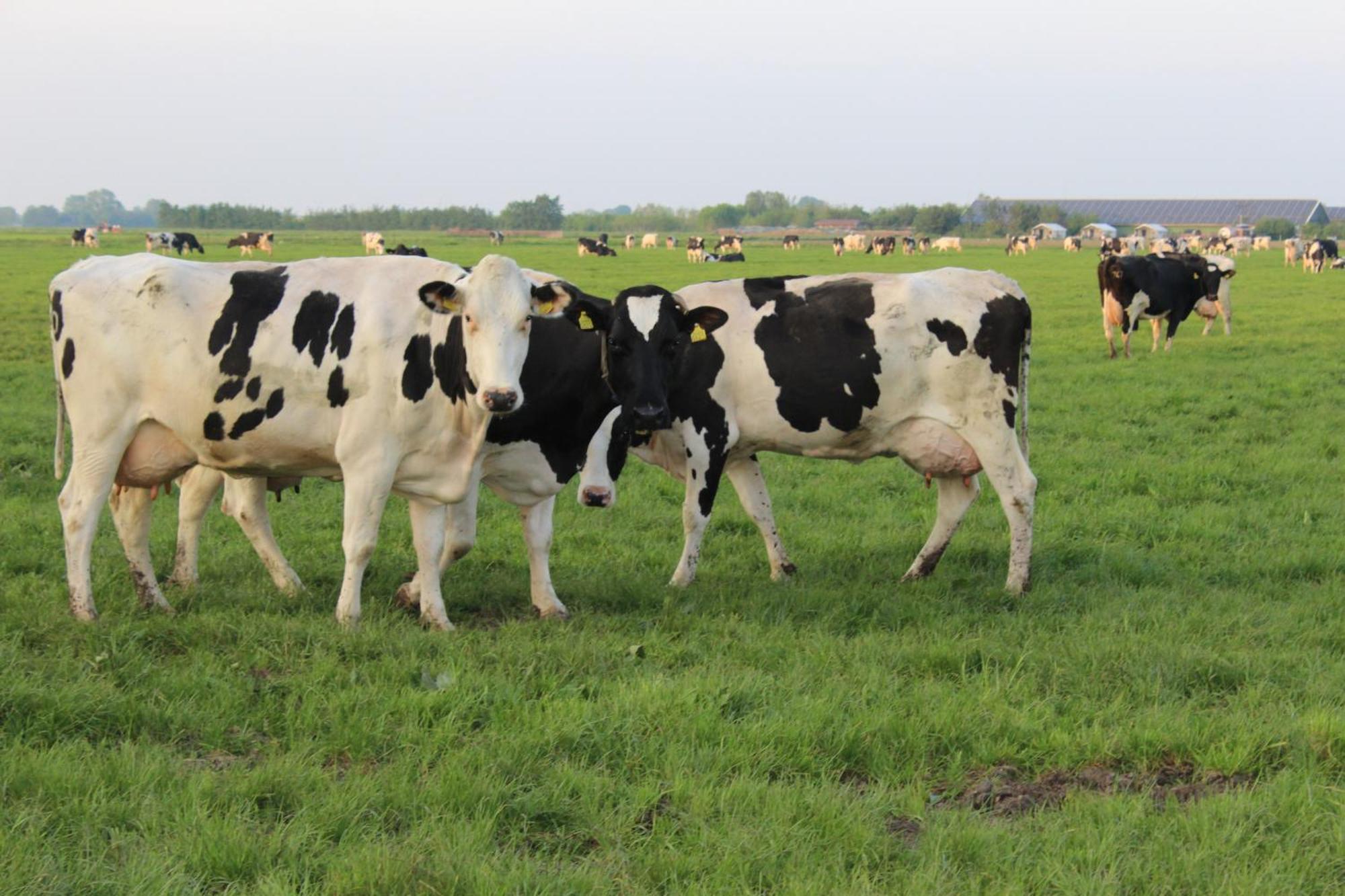 Boerderij Camping Nixhoeve Genderen Exteriér fotografie